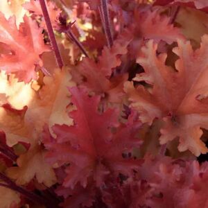 Heuchera 'Marmalade' ® ---